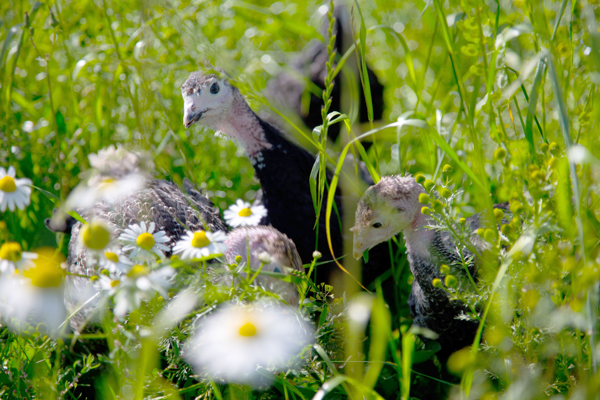 Young turkeys amidst vibrant green grass and white daisies.