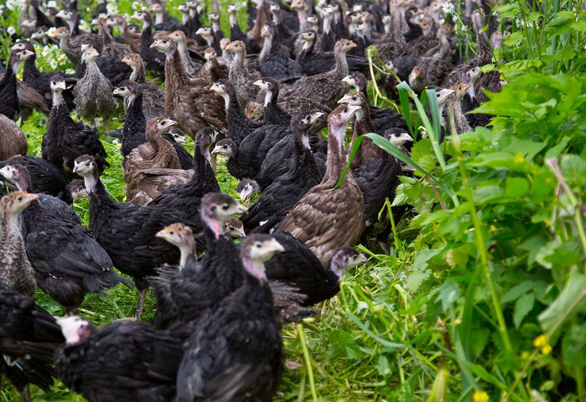 A flock of turkeys mingling in a vibrant green field.